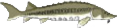 Section Separator