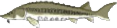 Section Separator