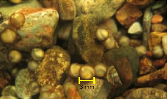 Eggs With Scale
