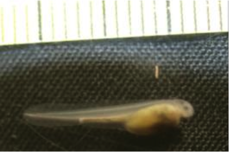 Embryo Stage