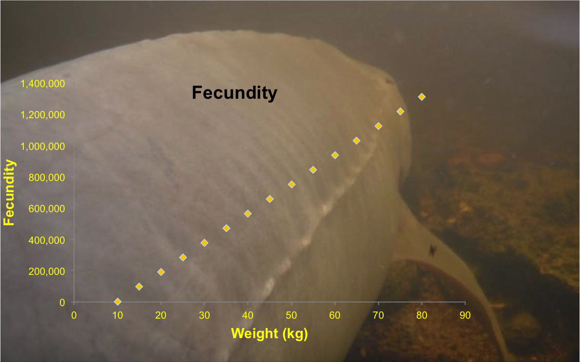 Fecundity Graph