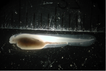 Embryo Stage