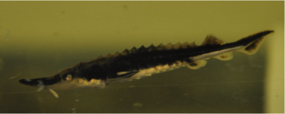 Juvenile