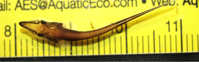 Larva