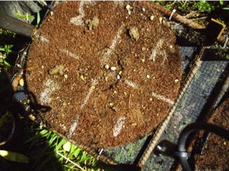 Egg Mortality Experiment