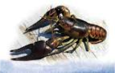Crayfish