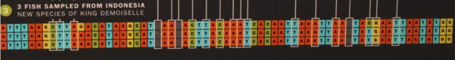 DNA Sequences