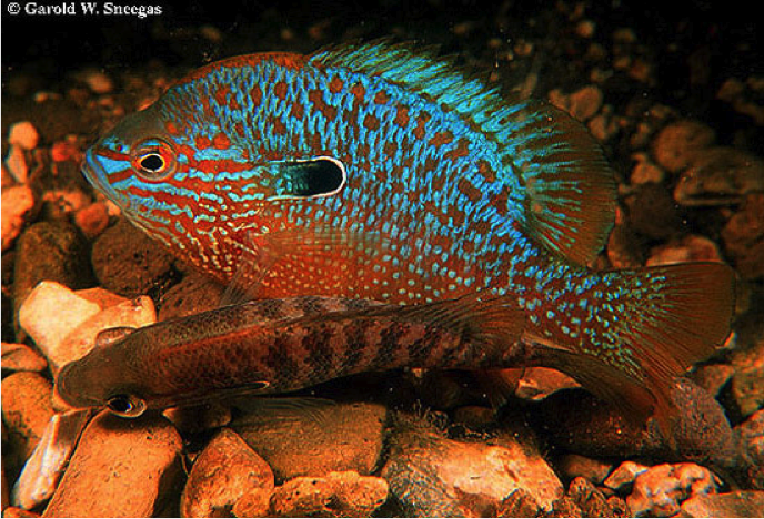 Fish Mating