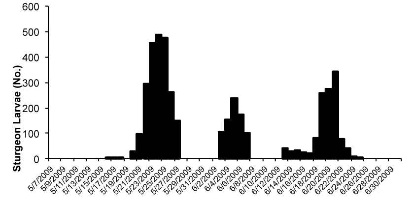 Larvae Number Chart
