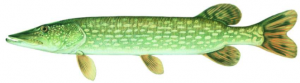 Pike