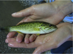 Rock Bass