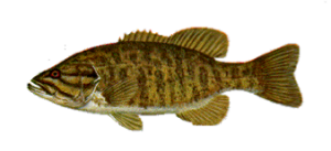 Smallmouth Bass