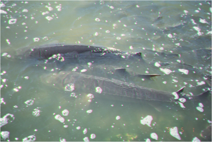Fish Mating