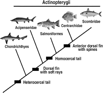 Sturgeon Tree