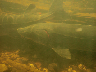 Sturgeon Biology Section