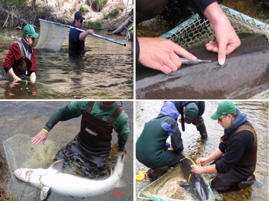 Adult Capture Images