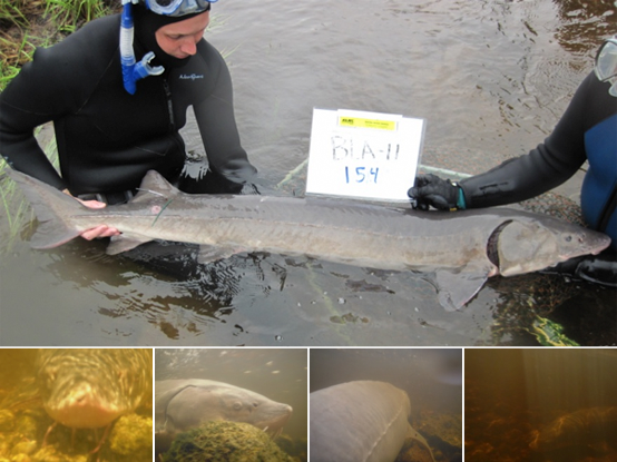 Adult Sturgeon Images
