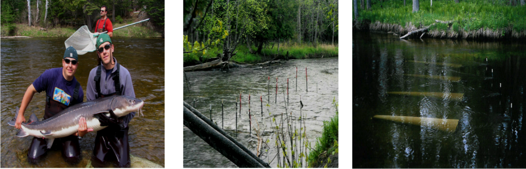 Field Work