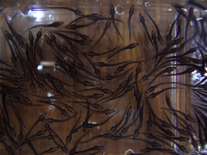 Larvae