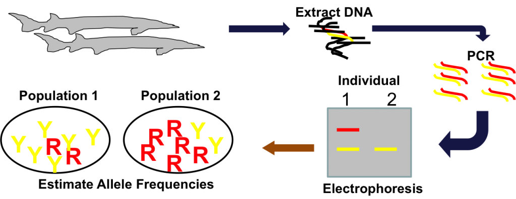 Genetic Analysis Flow Diagram