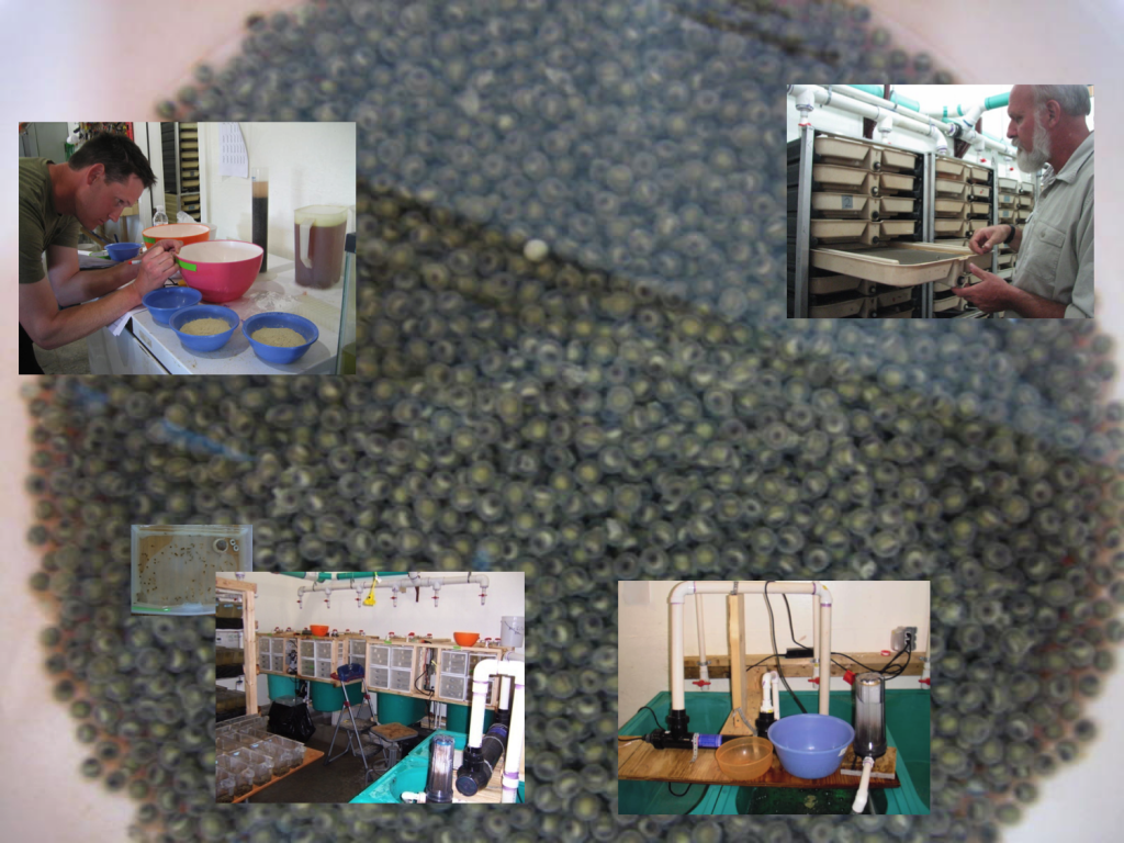 Incubation Montage