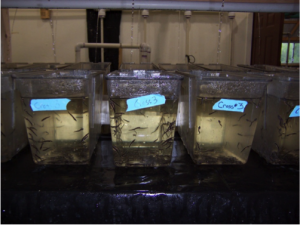 Larva Rearing