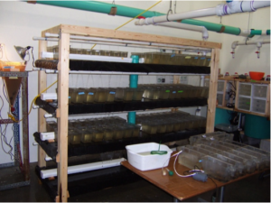 Larva Rearing