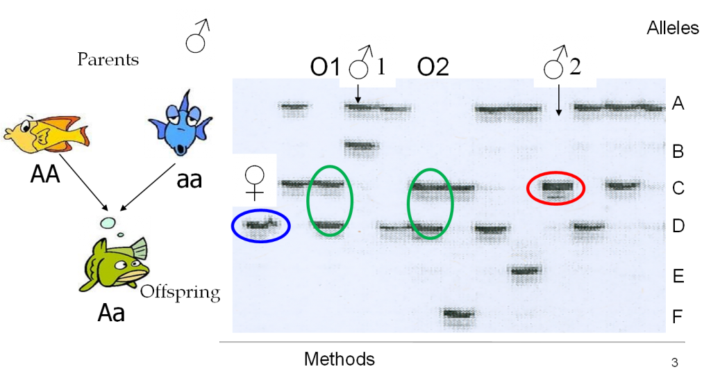 Parentage Analysis Diagram