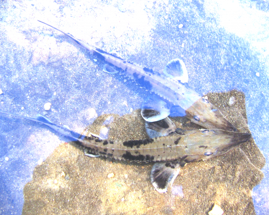 Adult Sturgeon
