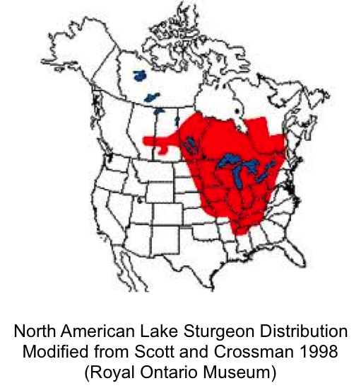 Sturgeon Movement Map