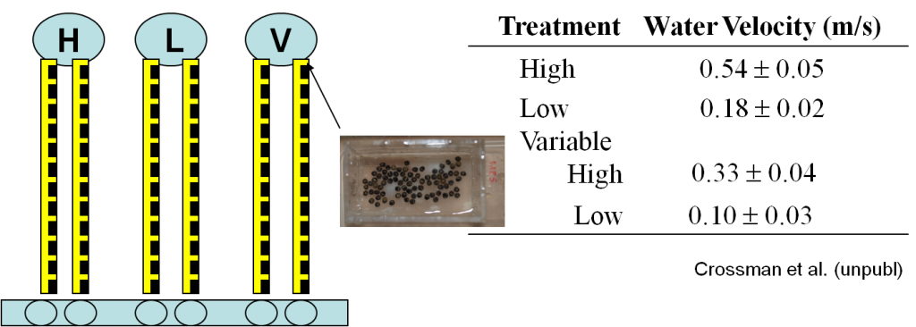 Water Velocity Experiment