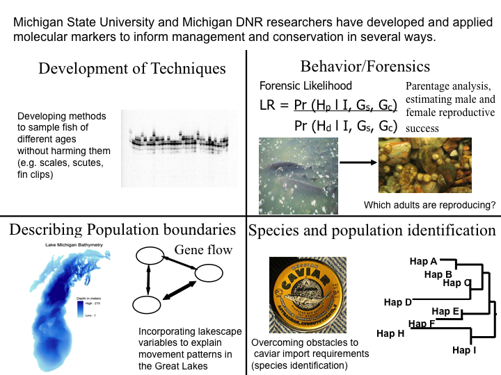 Molecular Markers Applications