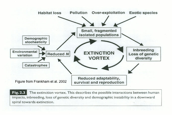 Extinction Vortex