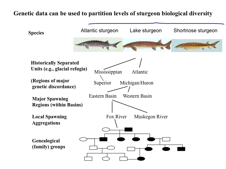 Genetics and Diversity Diagram