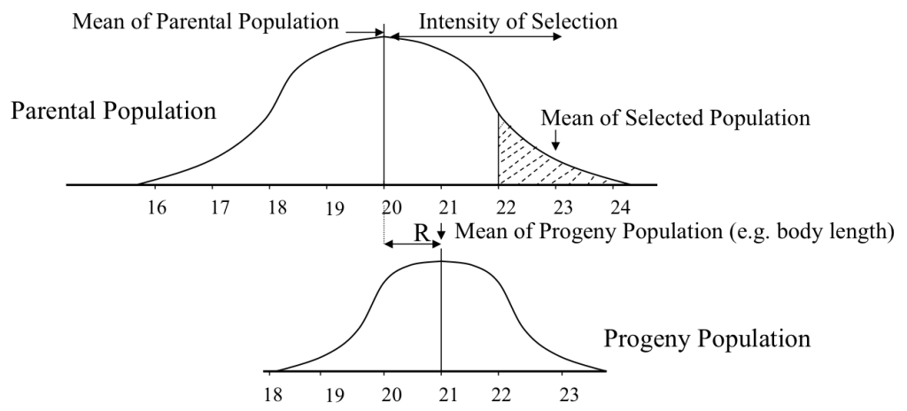 Breeders Equation Diag