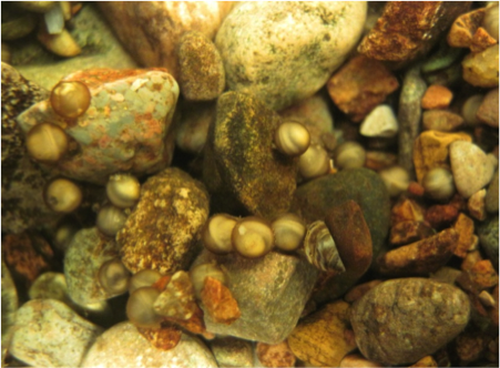 Eggs On Substrate