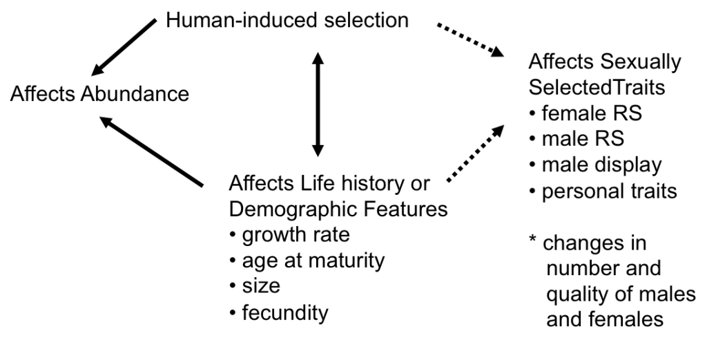 Evolution Diagram