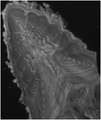 Section of Sturgeon Fin