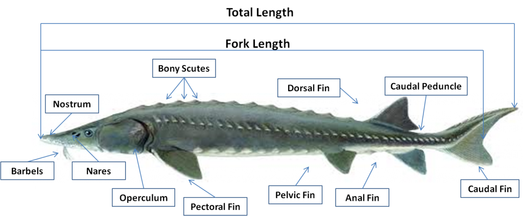 Fish Anatomy