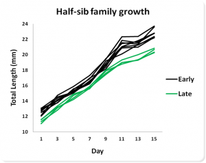 Hatching Size Graph