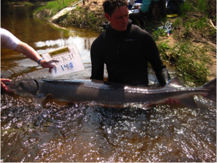 Adult Sturgeon