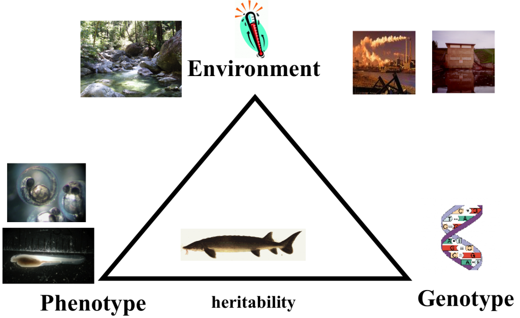 Phenotypic Variation Diagram
