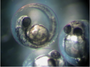 Prehatch Embryo